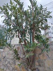 Ficus cotinifolia
