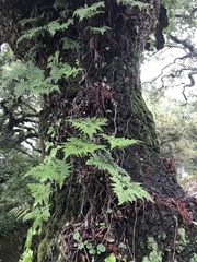 Davallia canariensis