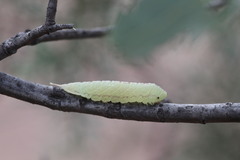 Macrurocampa miranda