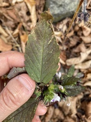 Galeopsis