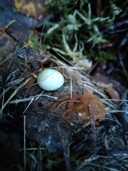 Ficedula hypoleuca