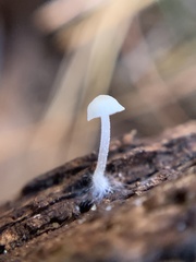 Mycena tenerrima