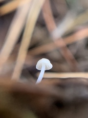 Mycena tenerrima
