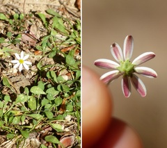 Bellium bellidioides