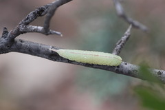 Macrurocampa miranda