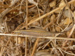 Macronemurus appendiculatus