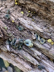 Chlorencoelia versiformis