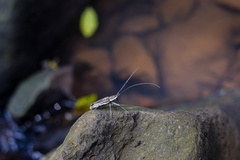 Neoptychodes trilineatus