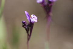 Linaria amethystea