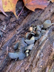 Chlorencoelia versiformis