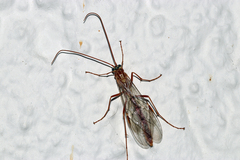Ophion obscuratus