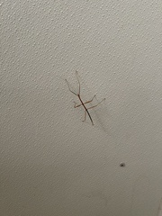 Megaphasma denticrus