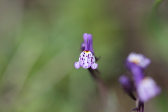 Linaria amethystea
