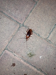 Periplaneta americana