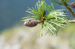 Pinus armandi mastersiana