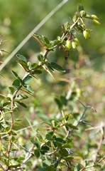 Berberis aetnensis