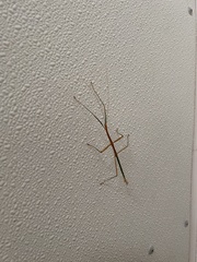 Megaphasma denticrus