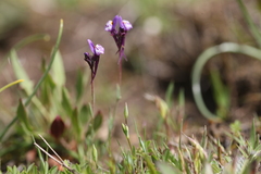 Linaria amethystea