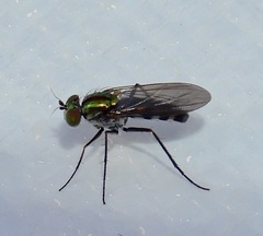 Plagioneurus univittatus