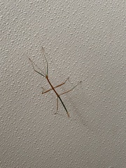 Megaphasma denticrus