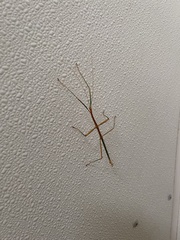 Megaphasma denticrus