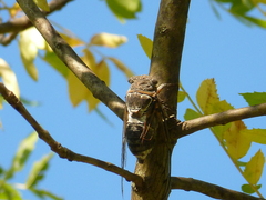 Lyristes plebejus