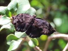 Achlyodes busirus