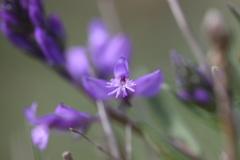 Polygala vulgaris