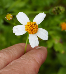 Bidens bigelovii