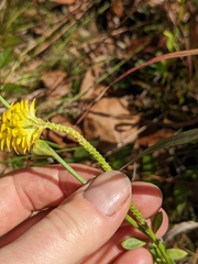 Polygala rugelii