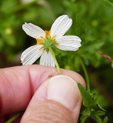 Bidens bigelovii