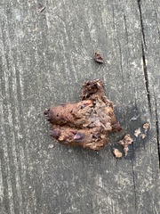 Vulpes vulpes fulvus