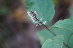 Scutellaria lateriflora