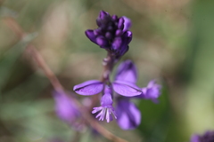 Polygala vulgaris