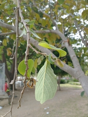Annona