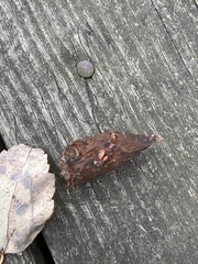 Vulpes vulpes fulvus