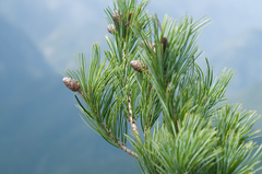 Pinus armandi mastersiana