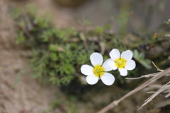 Ranunculus