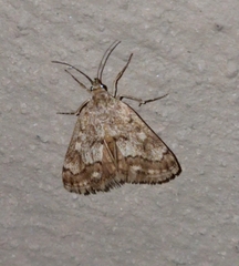 Tegostoma