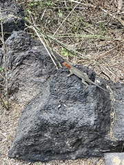 Microlophus albemarlensis