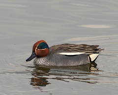 Anas crecca crecca
