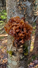 Phaeotremella