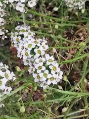 Lobularia maritima