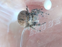 Phidippus octopunctatus