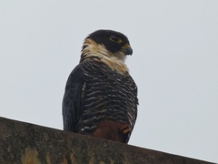 Falco rufigularis image