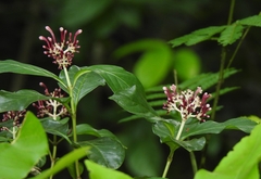 Chassalia curviflora
