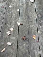 Vulpes vulpes fulvus