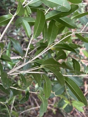 Olea