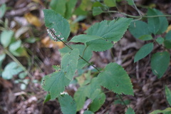 Scutellaria lateriflora