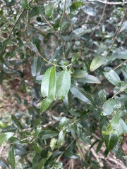 Olea